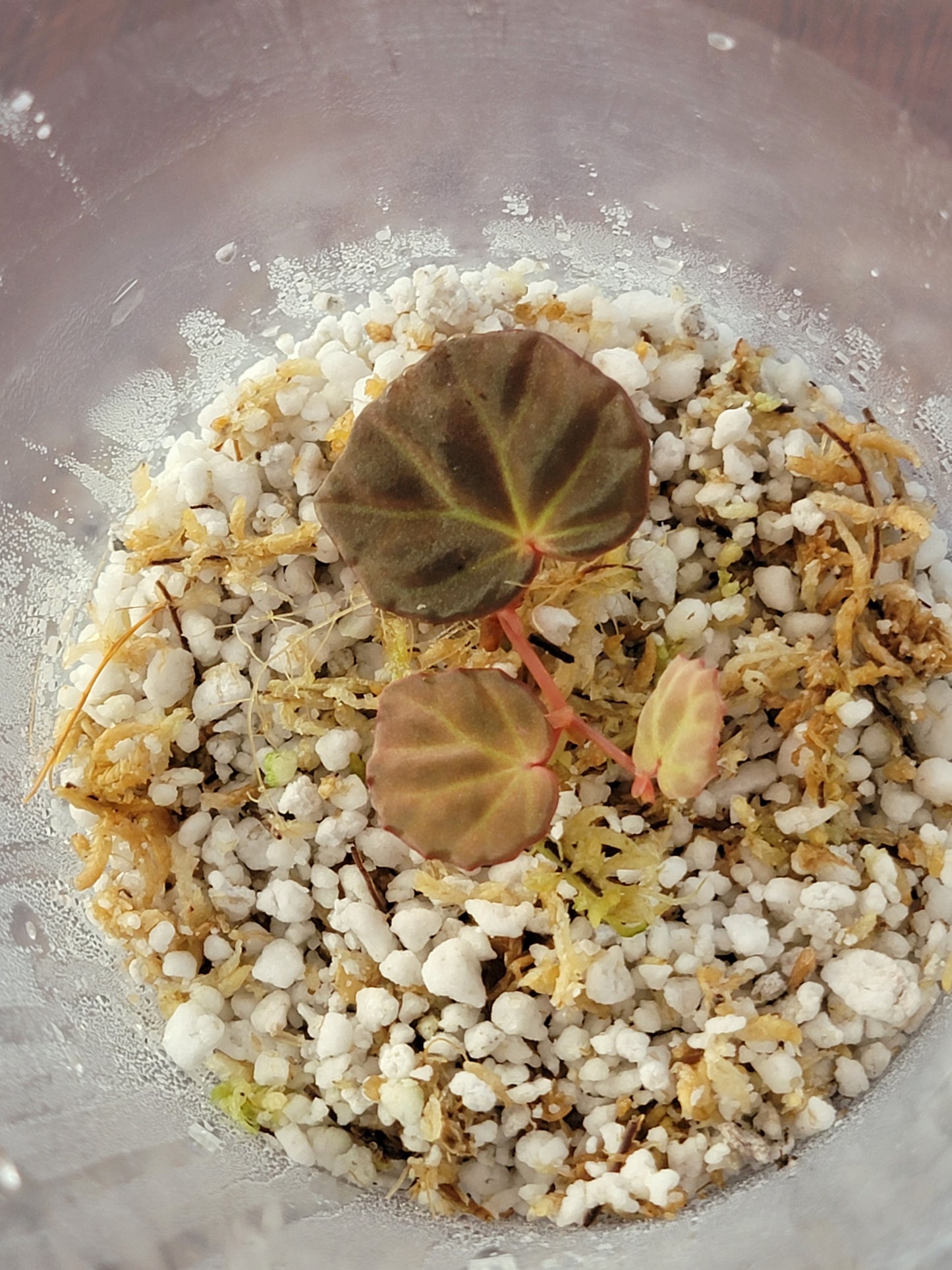 Begonia Sarawak