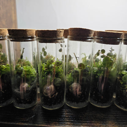 Mini String of Turtles Terrariums