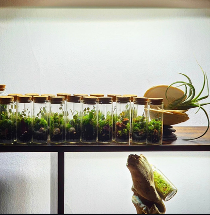 Mini String of Turtles Terrariums